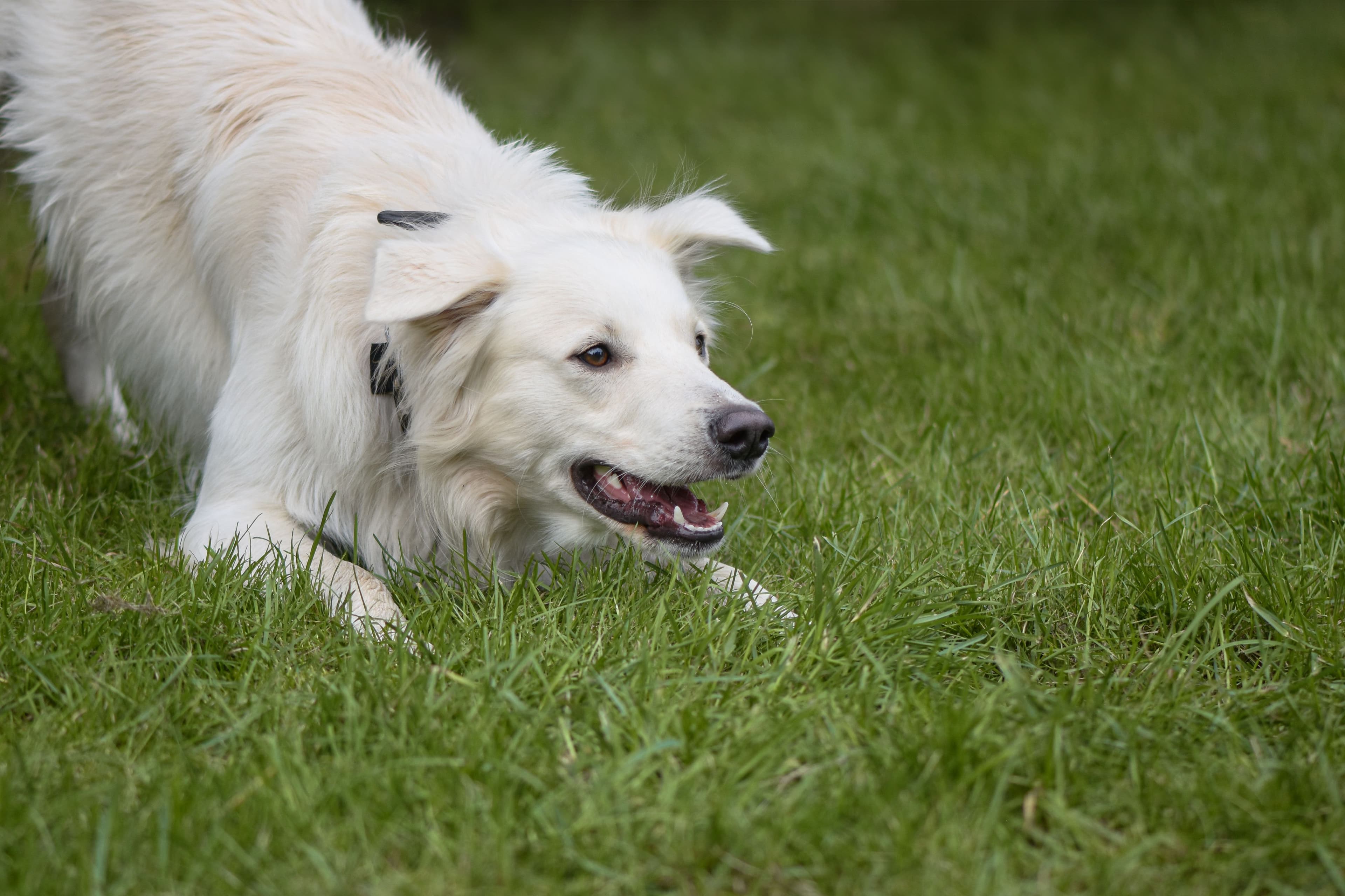 A dog looking attentively toward something outside the frame