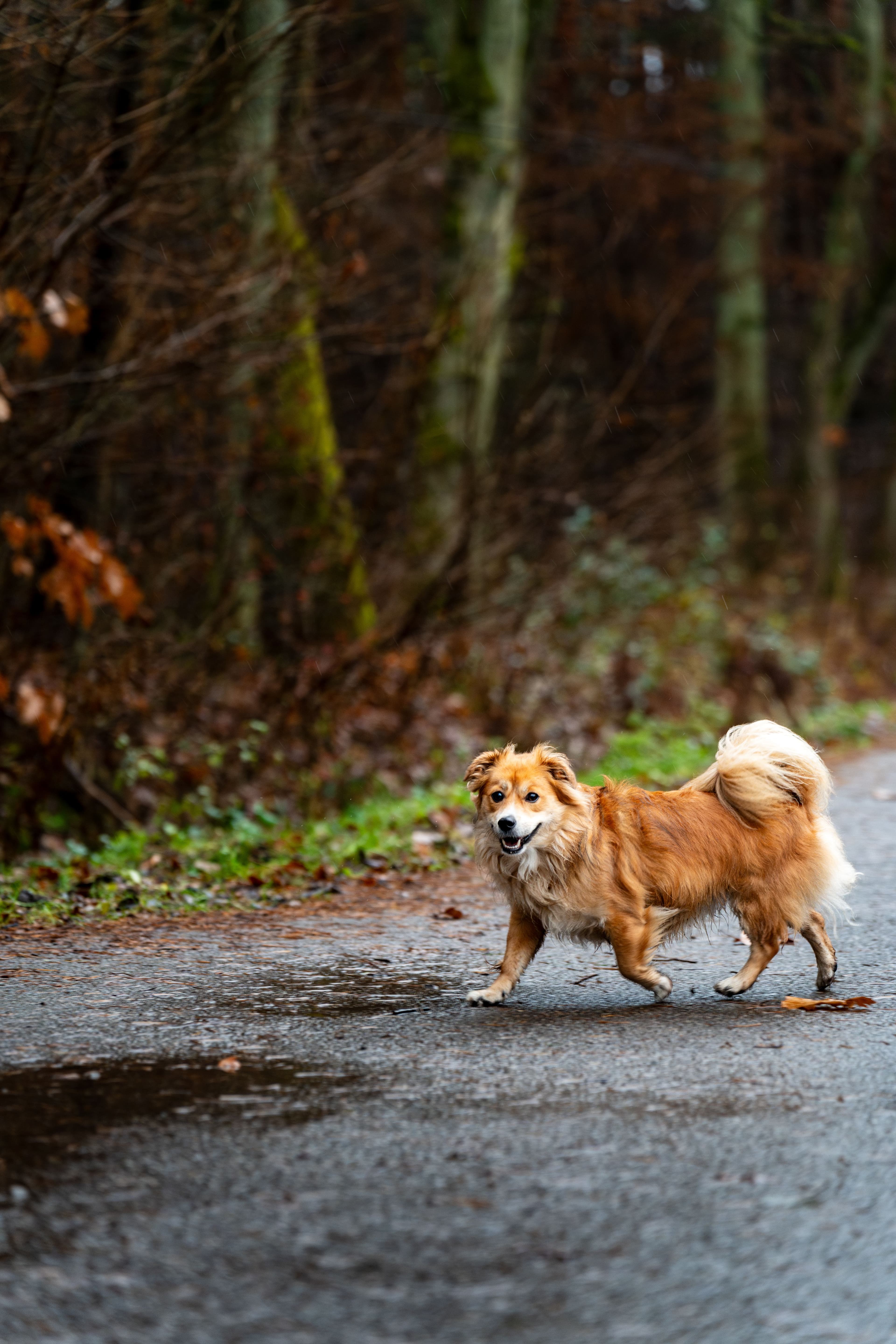 A dog walking calmly on a woodland path