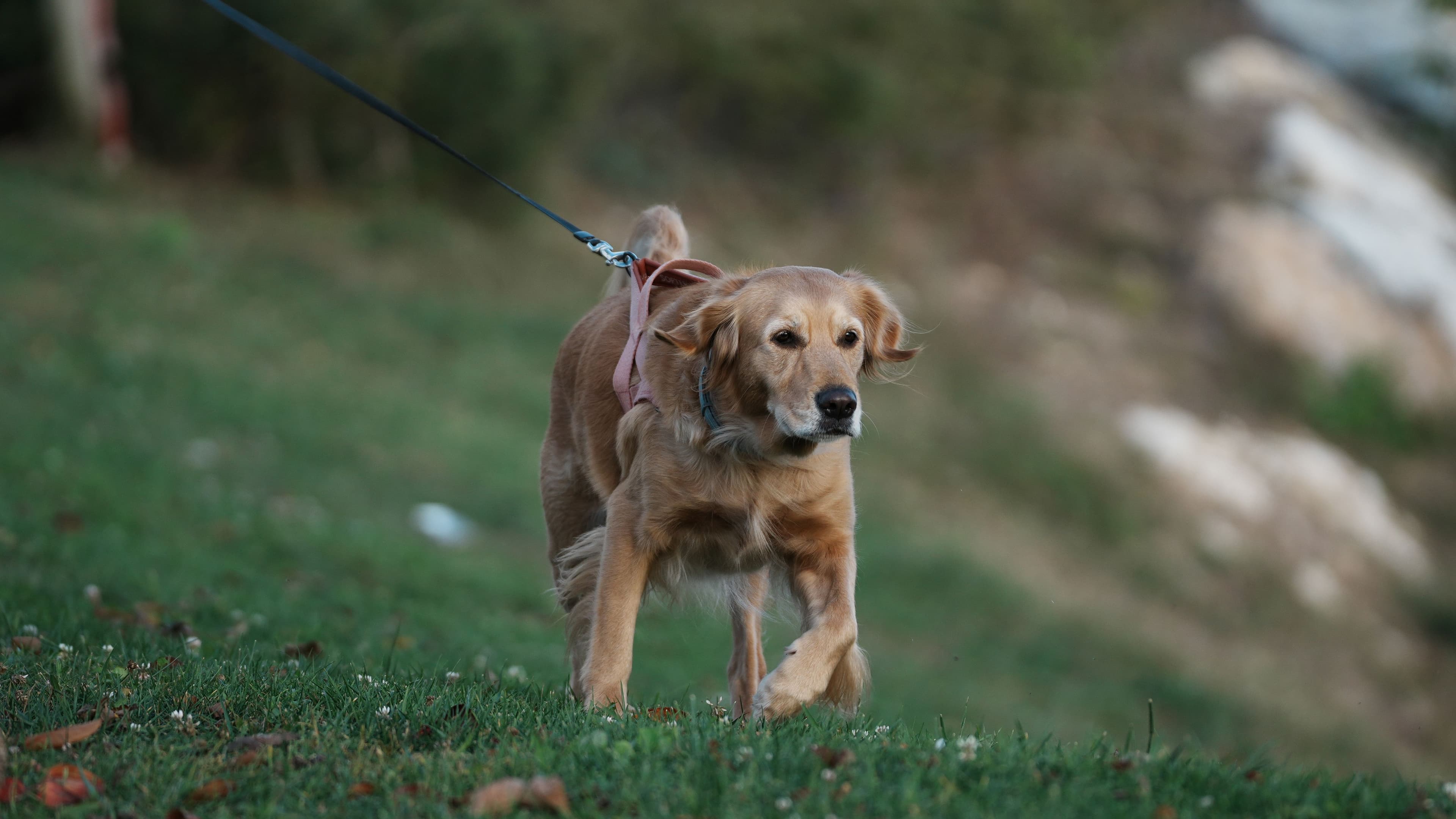 A dog moving forward while the leash is under tension