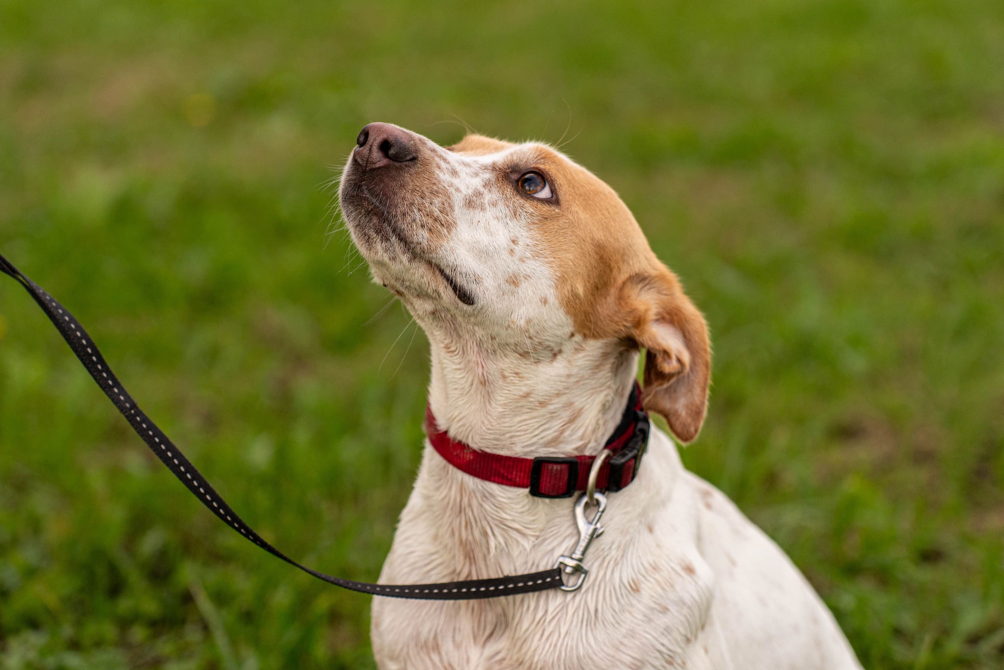 An alert dog observing the environment outdoors