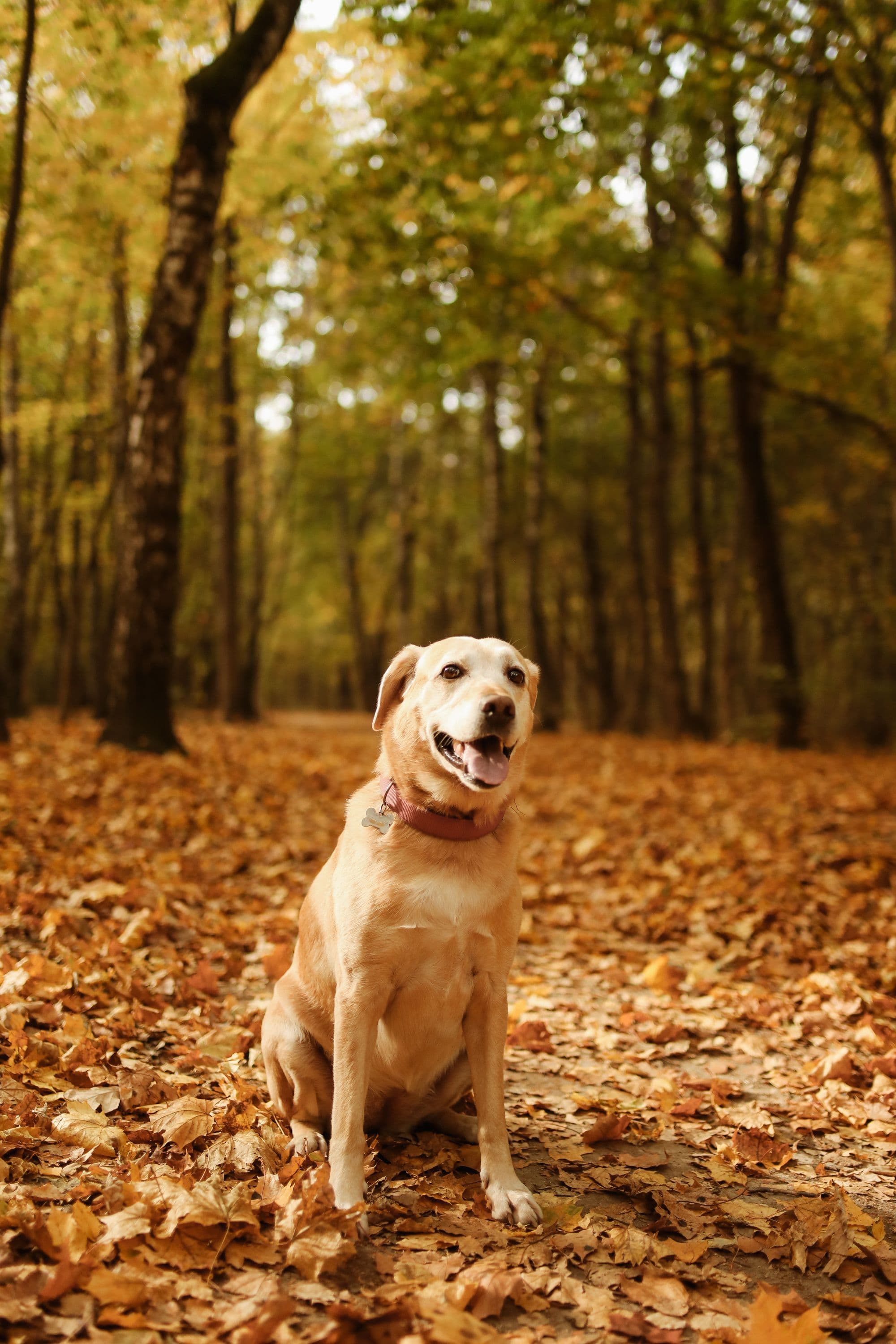 A calm dog resting in a quiet environment
